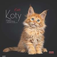 Kalendarz 2025 ścienny albumowy Koty. Autor: Avanti. Dobreksiazki.pl Okładka książki Kalendarz 2025 ścienny albumowy Koty