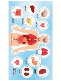 Opakowanie Naklejki Anatomia człowieka