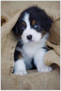 Opakowanie Diamentowa Mozaika Piesek w płótnie NO-1008125