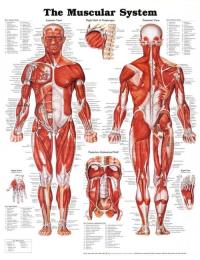 Muscular System Poster. Wydawca: Wolters Kluwer. Dobreksiazki.pl Opakowanie Muscular System Poster
