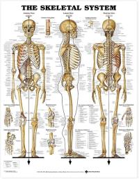 Skeletal System Poster. Wydawca: Wolters Kluwer. Dobreksiazki.pl Opakowanie Skeletal System Poster