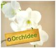 Orchidee. Autor: Kullmann Folko. Dobreksiazki.pl Okładka książki Orchidee