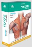 Okładka książki Anatomia Sobotta Flashcards Mięśnie Łacińskie mianownictwo anatomiczne