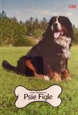 Okładka książki Psie figle