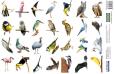 Opakowanie Naklejki Ptaki