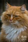 Opakowanie Kalendarz 2023 Ścienny wieloplanszowy Koty