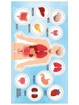 Opakowanie Naklejki Anatomia człowieka