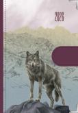Opakowanie Kalendarz 2026 dzienny Natura Wilki