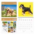 Opakowanie Kalendarz 2026 ścienny 30x30 Psy HELMA