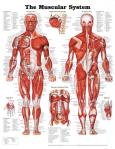 Opakowanie Muscular System Poster