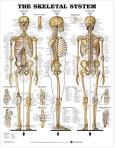 Opakowanie Skeletal System Poster